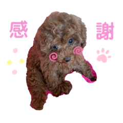 [LINEスタンプ] 大澤こむぎの会話スタンプ