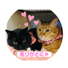 [LINEスタンプ] 我が家の7ニャンズ達