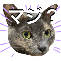 [LINEスタンプ] 谷口家の3ニャン達(=^x^=)②