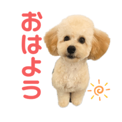 [LINEスタンプ] おっけーのまる