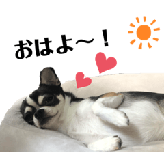 [LINEスタンプ] マールときどきぷーちゃん♡