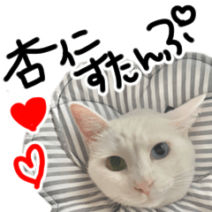 [LINEスタンプ] うちのしろねこちゃん！2