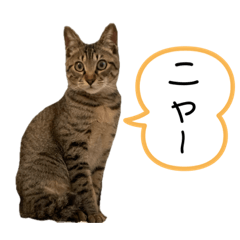 [LINEスタンプ] 坂井いなり