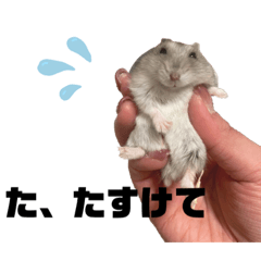 [LINEスタンプ] うちのはむず