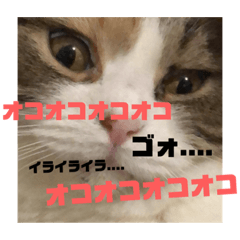 [LINEスタンプ] 可愛いもみもみスタンプ