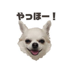 [LINEスタンプ] チワワのレオンくんスタンプ2