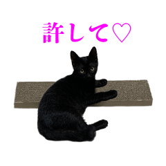 [LINEスタンプ] ねこのめめ