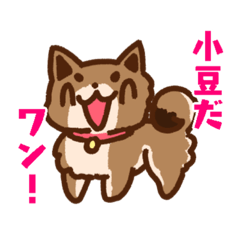 [LINEスタンプ] 柴犬小豆スタンプ