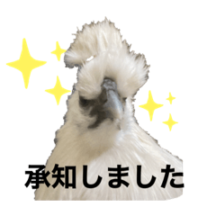 [LINEスタンプ] うこっけいのふうちゃん ごあいさつ