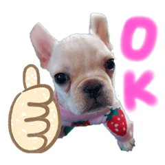[LINEスタンプ] フレンチブルドッグのいちごちゃん1