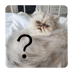 [LINEスタンプ] ビビりな子猫