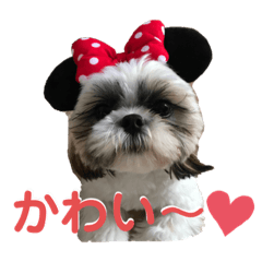[LINEスタンプ] シーズーのむーちゃんスタンプpart2♡