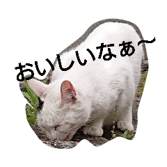 [LINEスタンプ] 野良猫andチビ