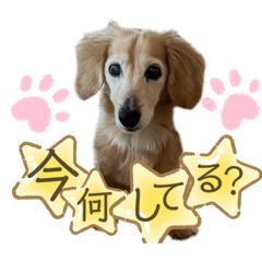 [LINEスタンプ] 愛犬さっくん2