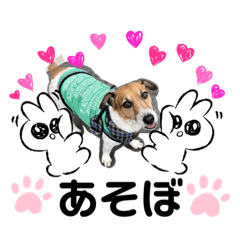 [LINEスタンプ] ジャックラッセルのポコちゃんの日常