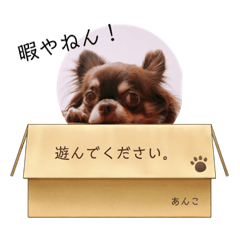 [LINEスタンプ] チョコタンチワワのあんこちゃん