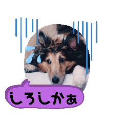 [LINEスタンプ] らりちゃん・博多弁たい