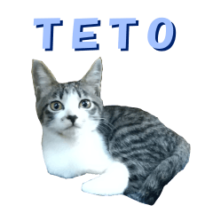 [LINEスタンプ] 木更津猫テト