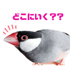 [LINEスタンプ] 呼びかける文鳥さん『リアルな桜文鳥』