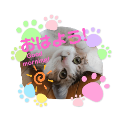 [LINEスタンプ] 猫だらけのスタンプです！【Part2】