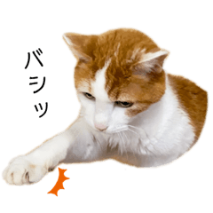 [LINEスタンプ] 猫様生誕20年記念