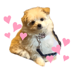 [LINEスタンプ] Ishii puppies 石井家の仔犬