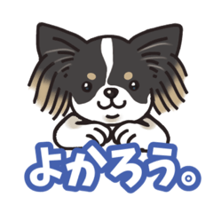 [LINEスタンプ] ブラタンチワワのしょらまめ