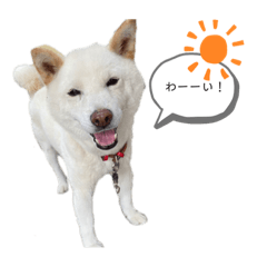 [LINEスタンプ] 白柴の福♂