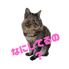 [LINEスタンプ] 小狼だよ^._.^