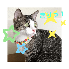 [LINEスタンプ] イケニャン❤ソラくんのスタンプ