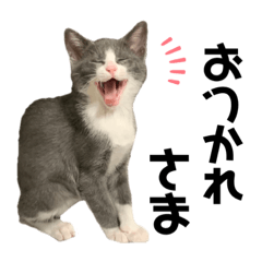 [LINEスタンプ] 佐藤ポポ