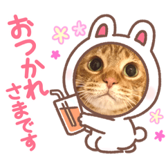 [LINEスタンプ] うちのCats2