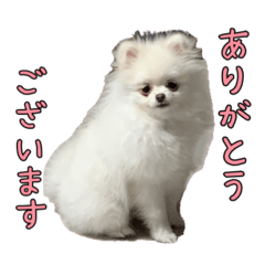 [LINEスタンプ] ポメラニアン③