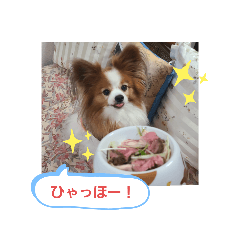 [LINEスタンプ] ぱぴぱぴパピヨン17