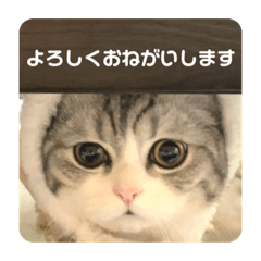[LINEスタンプ] うちのねこ。一般的な挨拶・返事用。2