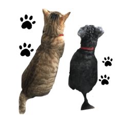 [LINEスタンプ] 家にいる猫と犬日常会話スタンプ