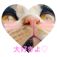[LINEスタンプ] こけニャンスタンプ♫