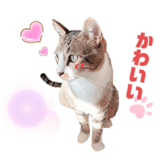 [LINEスタンプ] キジ白＆シャムMIX うにまろの生活4