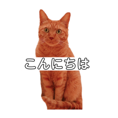 [LINEスタンプ] ふくまろPart2