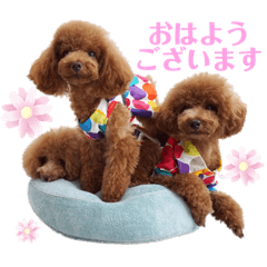 [LINEスタンプ] 使える可愛いトイプードル♡ ロージーTV ③