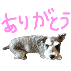 [LINEスタンプ] 毎日ジミー2