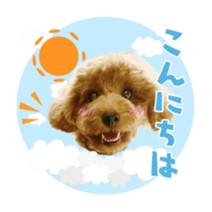 [LINEスタンプ] 【挨拶ver】トイプードルのプルミエたち