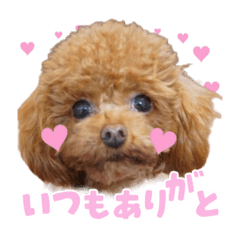 [LINEスタンプ] 【会話ver】トイプードルのプルミエたち