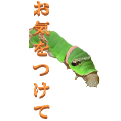 [LINEスタンプ] 仕事用で使う言葉をイモムシからーBIG