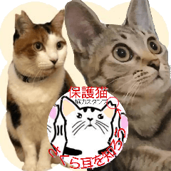 [LINEスタンプ] 幸せになった元・保護猫達のスタンプ