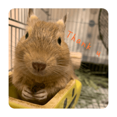 [LINEスタンプ] デグー写真スタンプ