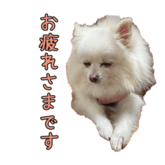 [LINEスタンプ] ポメラニアン④