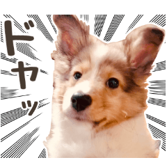 [LINEスタンプ] とあるシェルティ子犬の日常