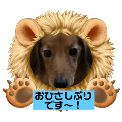 [LINEスタンプ] 東 奈蝶のワンコスタンプ6。