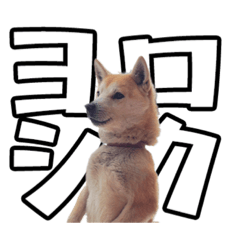 [LINEスタンプ] ウチのイヌとネコたち